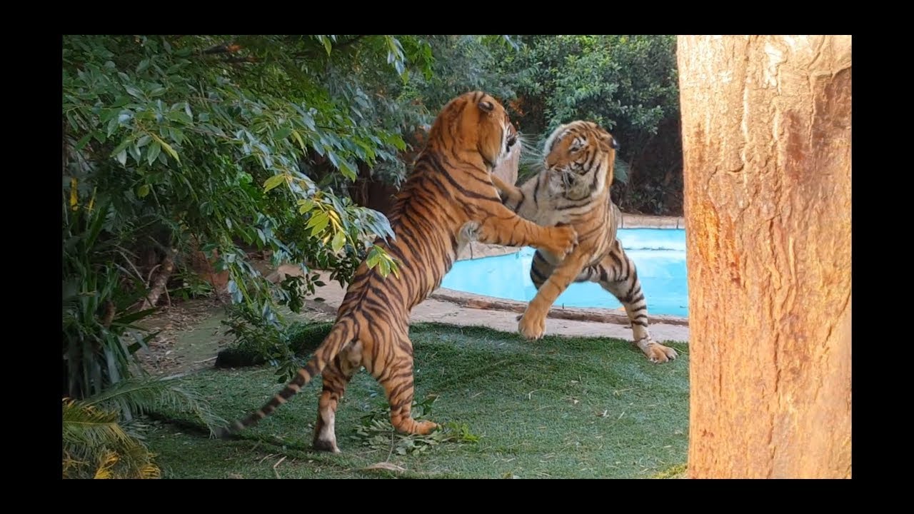 Aim , Jump ,Bite ,Play fight might! Wow
