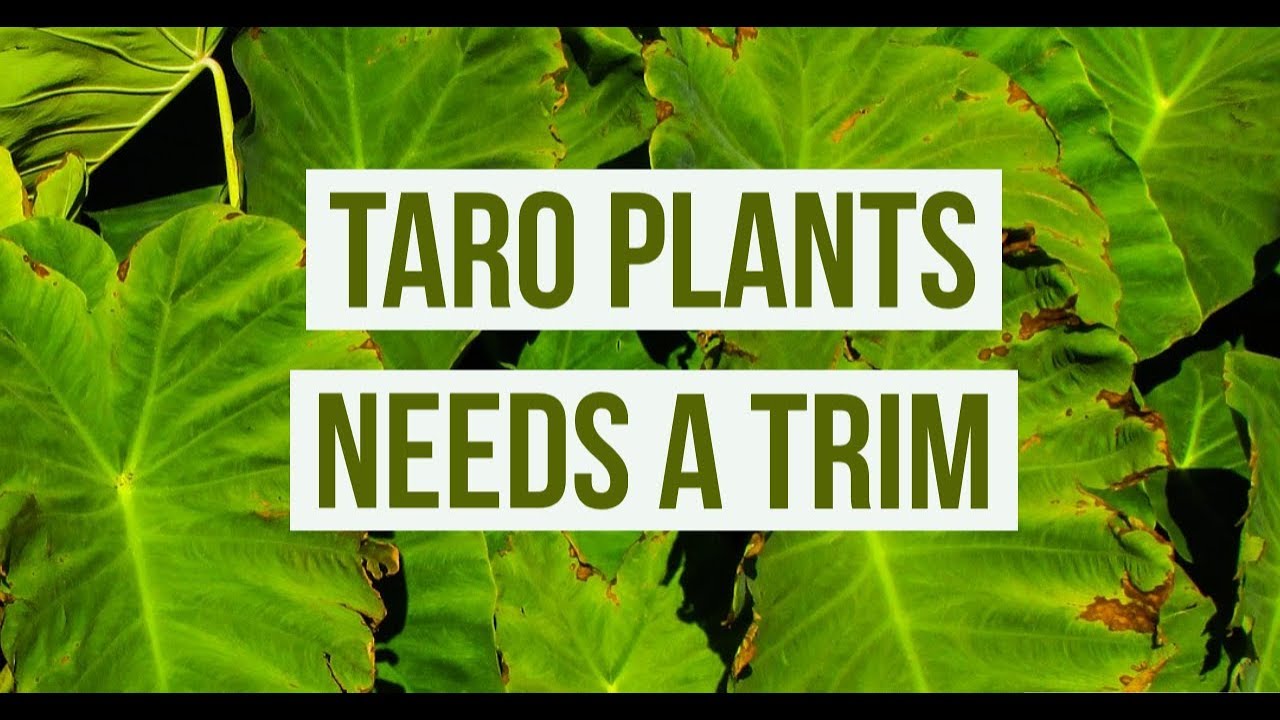 Taro Plant, water REPELLENT plant