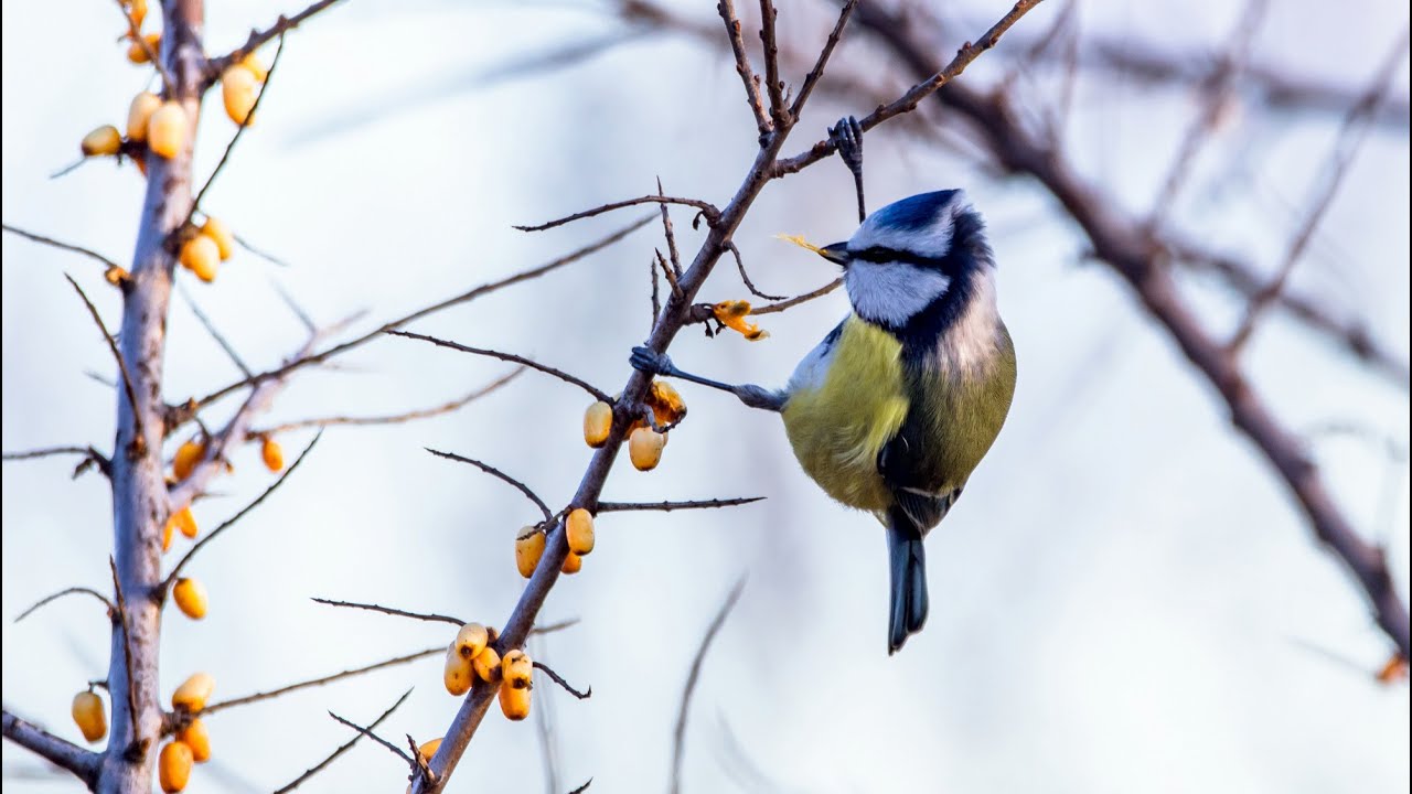 Лазоревка на облепихе -2. Parus caeruleus. Птицы Беларуси.