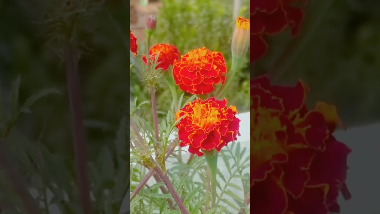 mini garden of marigold flower ❤️❤️🥰🥰😘😘#shorts #nature