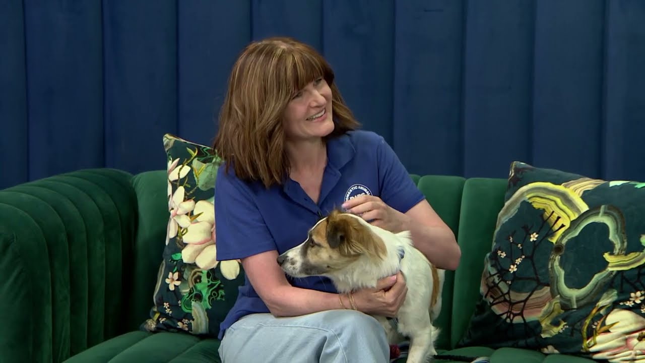 Connecting with Animals with the Domestic Animal Rescue Group - By DARG | 6 February 2024
