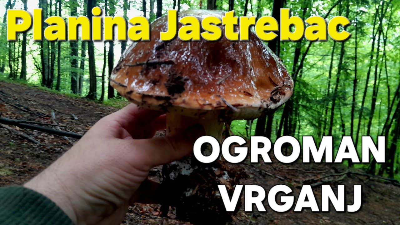OGROMAN VRGANJ! 2024 Boletus edulis PLANINA JASTREBAC..u epizodi 