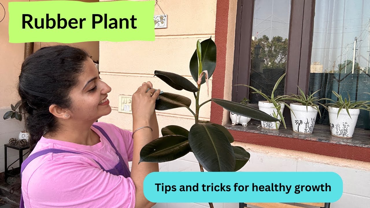 Rubber Plant Care Tips | Complete Guide | रबर प्लांट की देखभाल कैसे करें