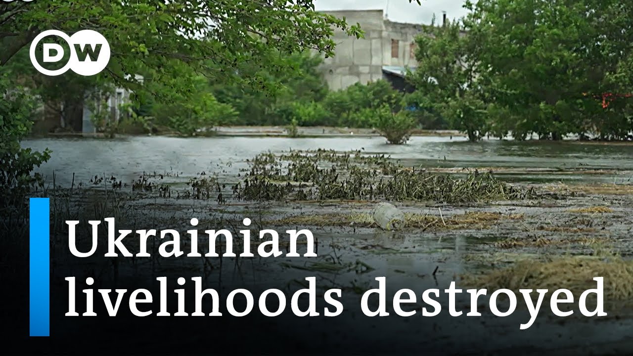 The severe consequences of the Kakhovka dam breach | DW News