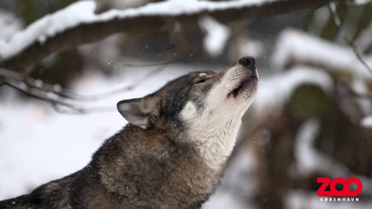Hvorfor hyler ulven? | Copenhagen Zoo