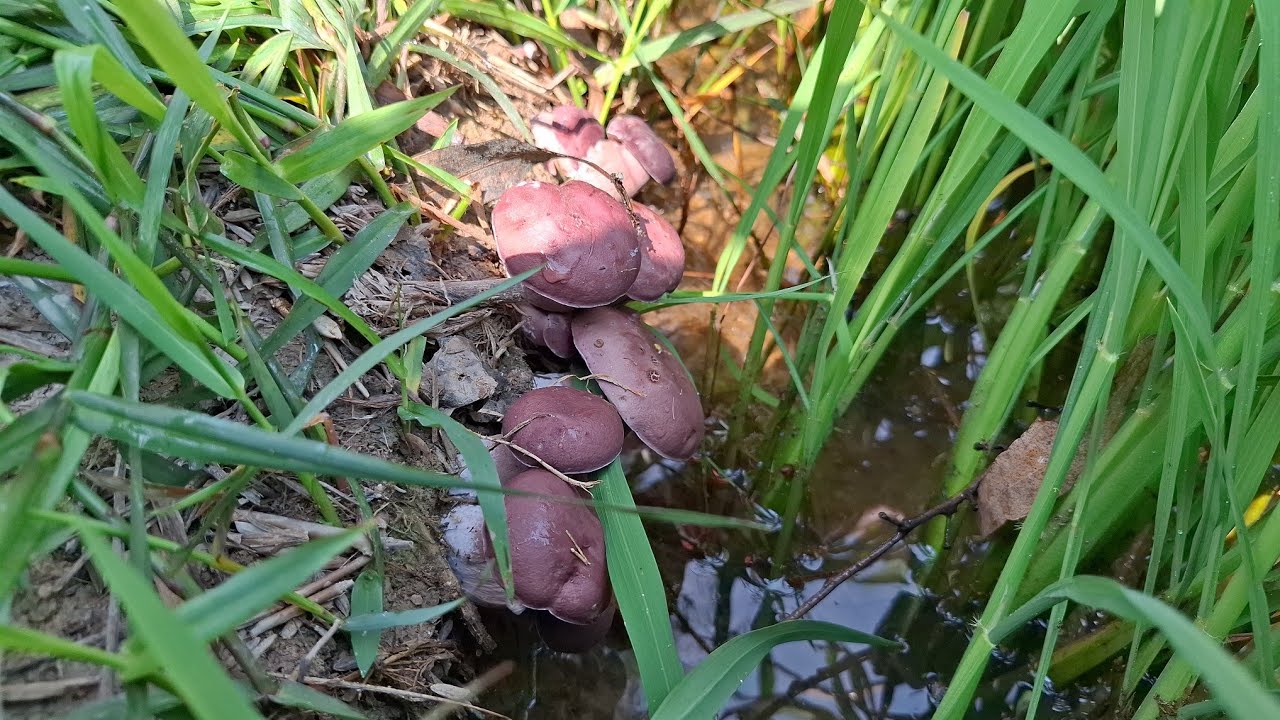 ที่เด็ดวันนี้คลิปสั้น เห็ดเสม็ดดอกออกเยอะมากๆ 15/ก.พ/69