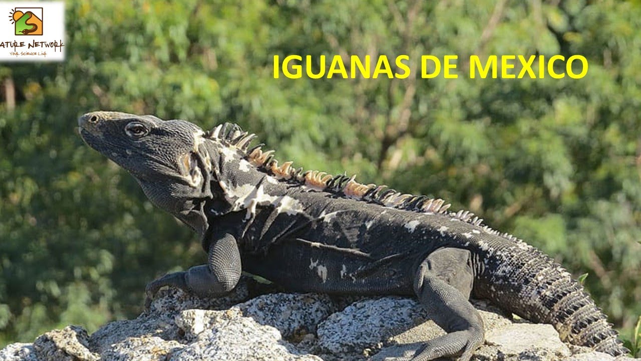 IGUANAS DE MEXICO