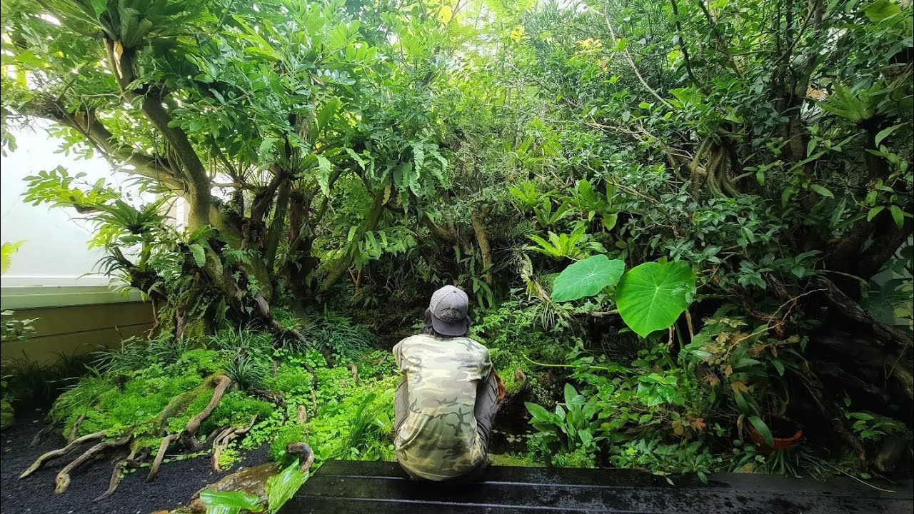 AMAZING!!!Ada hutan untuk habitat burung didalam rumah!!!