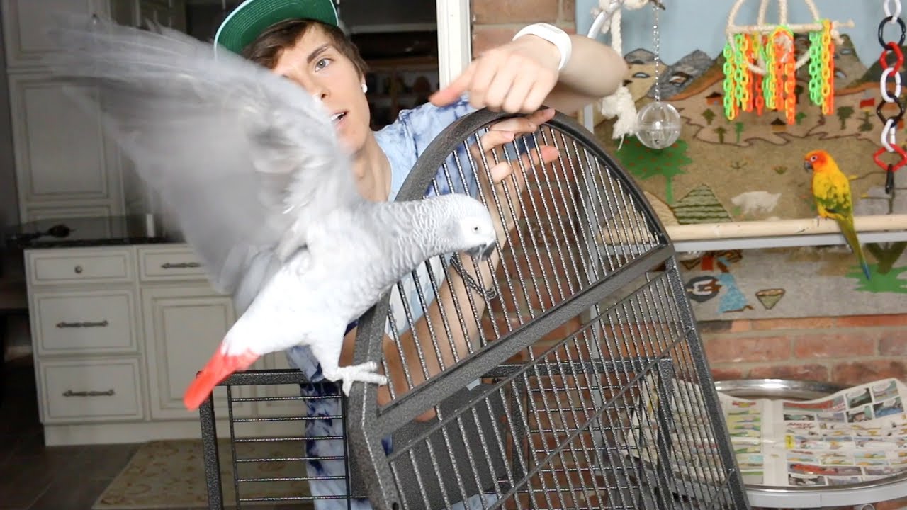 Setting Up My African Grey's Cage! -w/ Gypsy & Mango-