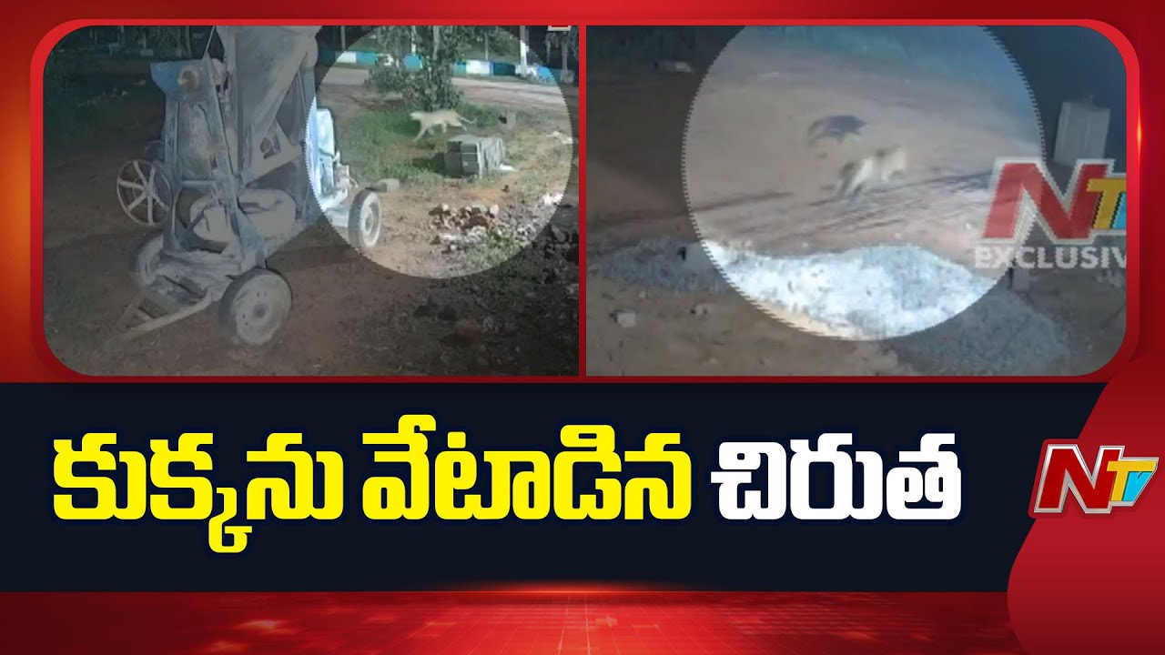 Leopard Hulchul at Tirupati SV Vedic University | NTV Telugu