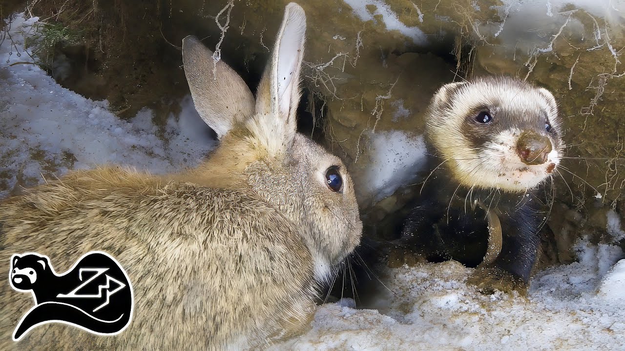 Ferrets Under the Snow - Ferreting in the Scottish Highlands 5