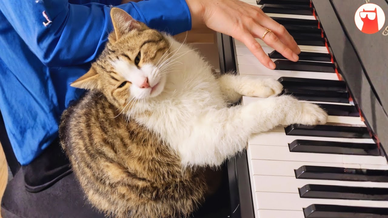 Every Morning, This Cat Comes for the Piano and Stays for the Music