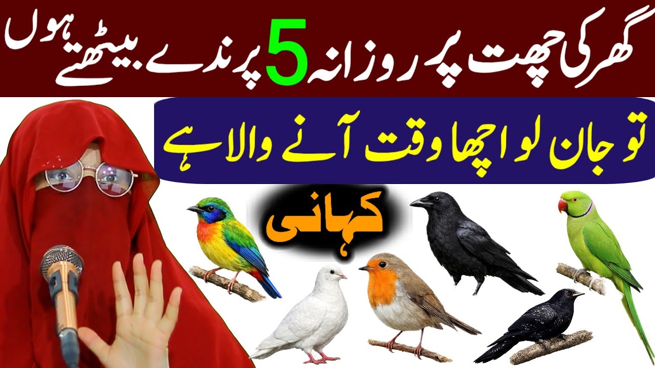 Ghar Ki Chhat Pr Rozana 5 Prindy Baithty Hain To Smjho Acha Waqt Any Wala Hai | | Syeda Sawera Qadri