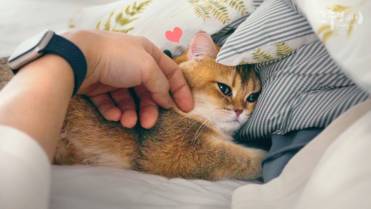 집사가 너무 좋아서 안놔주는 고양이