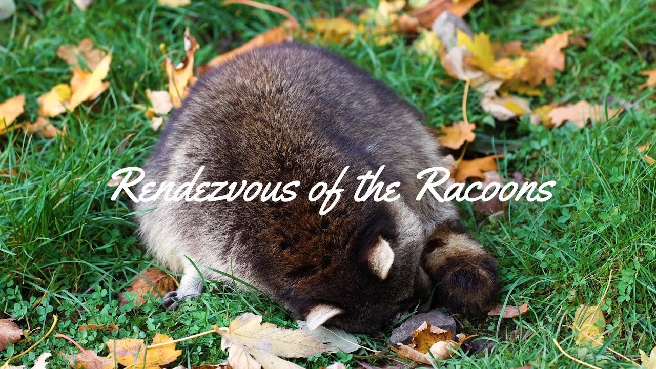 Rendezvous of The Racoons | Official Music Video