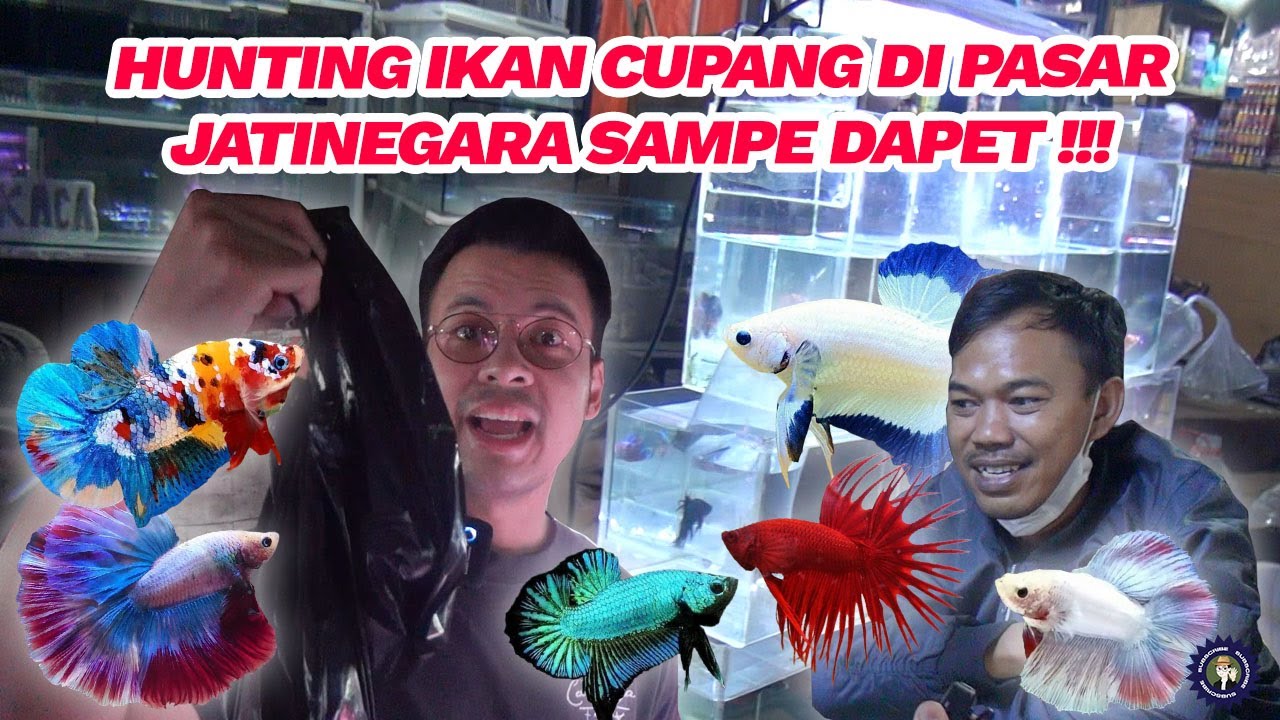 HUNTING IKAN CUPANG DI JATINEGARA SAMPE DAPET !!