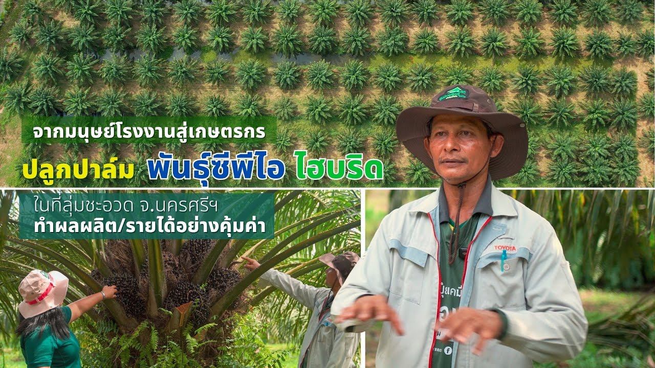 [Eng Subs] จากมนุษย์โรงงานสู่เกษตรกร  ปลูกปาล์ม ซีพีไอ ไฮบริด ในที่ลุ่ม ทำผลผลิตรายได้อย่างคุ้มค่า.