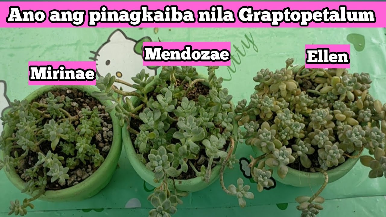 THE DIFFERENCE OF MIRINAE/ MENDOZAE/ ELLEN‼️ HOW TO TAKING CARE THEM