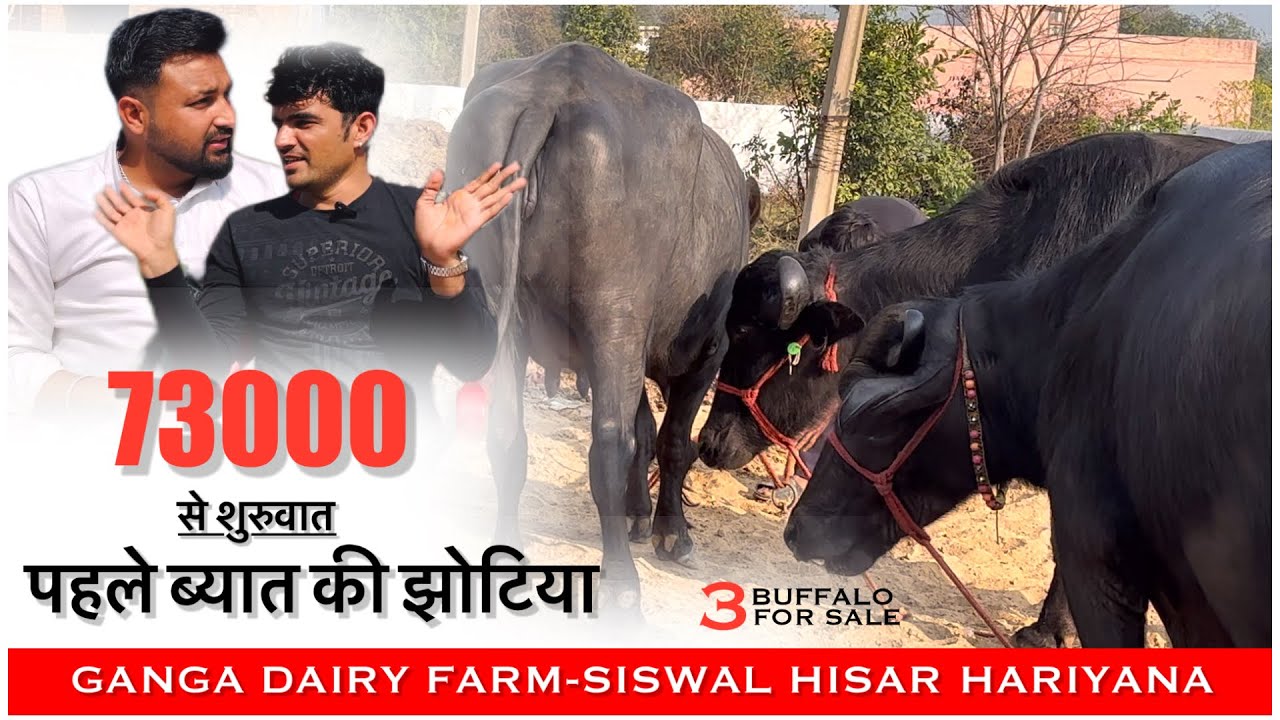 73000 से शुरू पहले ब्यात की 3 झोटियाँ बिक्री के लिए || GANGA DAIRY FARM SISWAL HISAR||