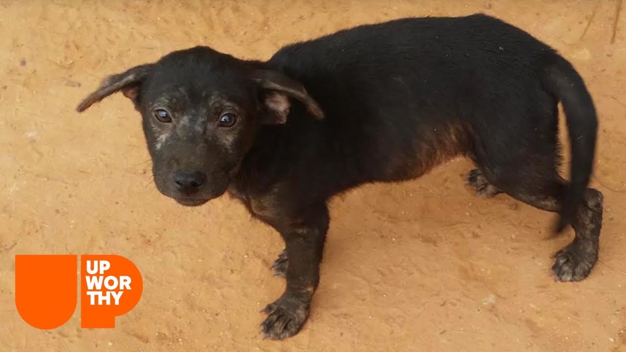 Where Shelters Find Stray Animals | A Rescue Dog's Journey (Part 3)