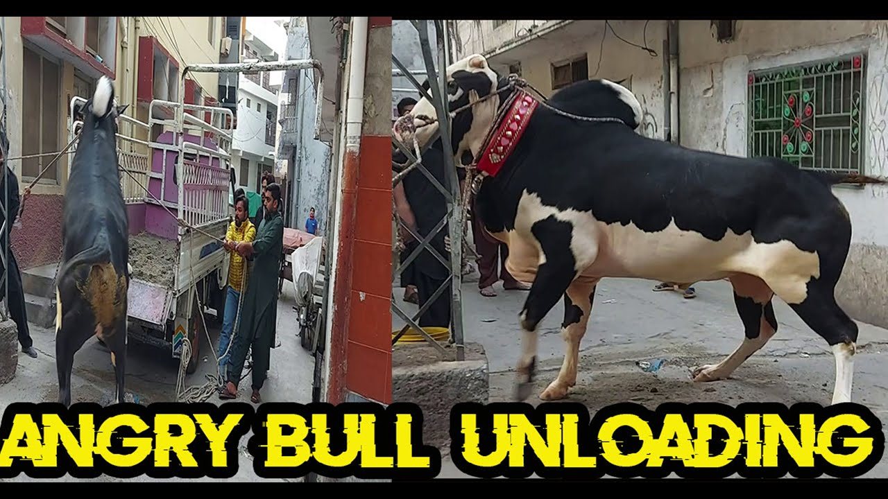 Angry Bull Of KMJ Cattle Farm || Dand Badal Ki Yadain || Dandan Nay Shokeen ||