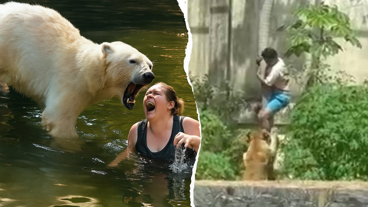 ATAQUES DE ANIMAIS EM ZOOL&Oacute;GICOS REGISTRADOS POR C&Acirc;MERAS