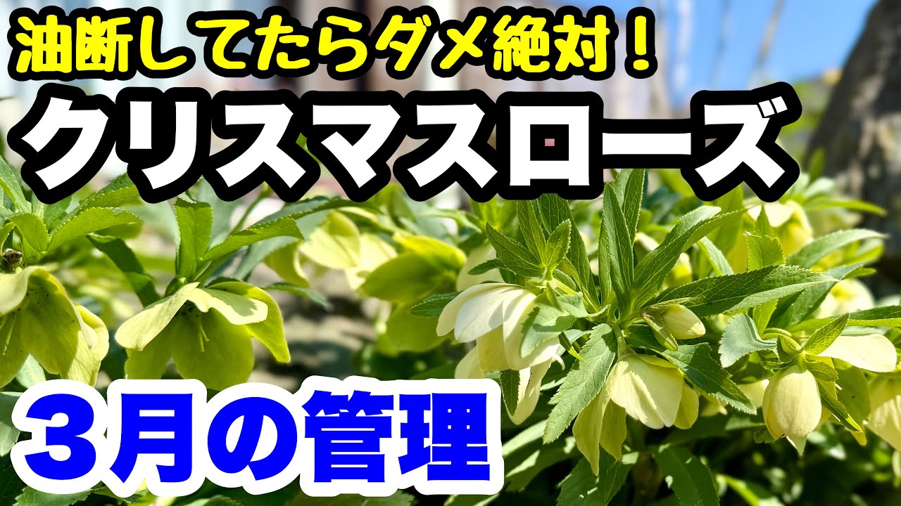◆油断禁物！【クリスマスローズ】３月の管理🪴