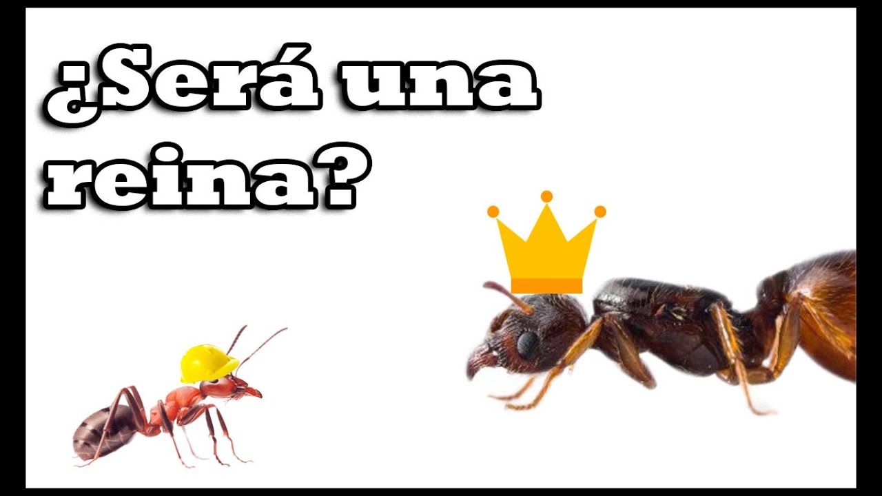 Cómo saber si una HORMIGA ES REINA