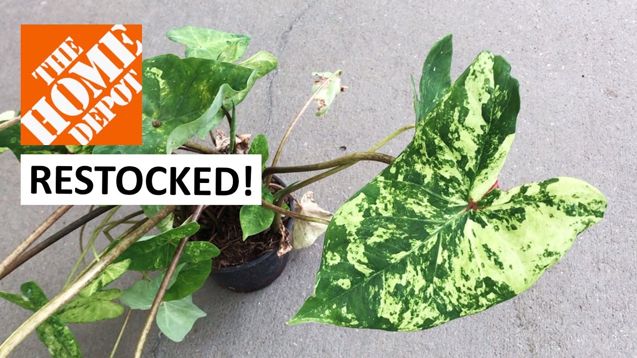 Home Depot Is Finally Restocked! So Many Philodendron Xanadu, Caladium, and Monstera Deliciosa!