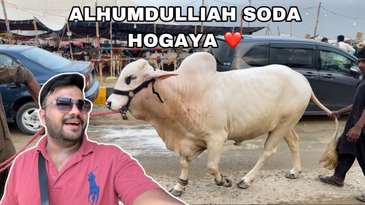 ALHUMDULLIAH SODA HOGAYA ❤️ || Bohat khuwar hua 😢 || 28 lac ka janwer 🤯 #mandi #cow #bakraeid #1m