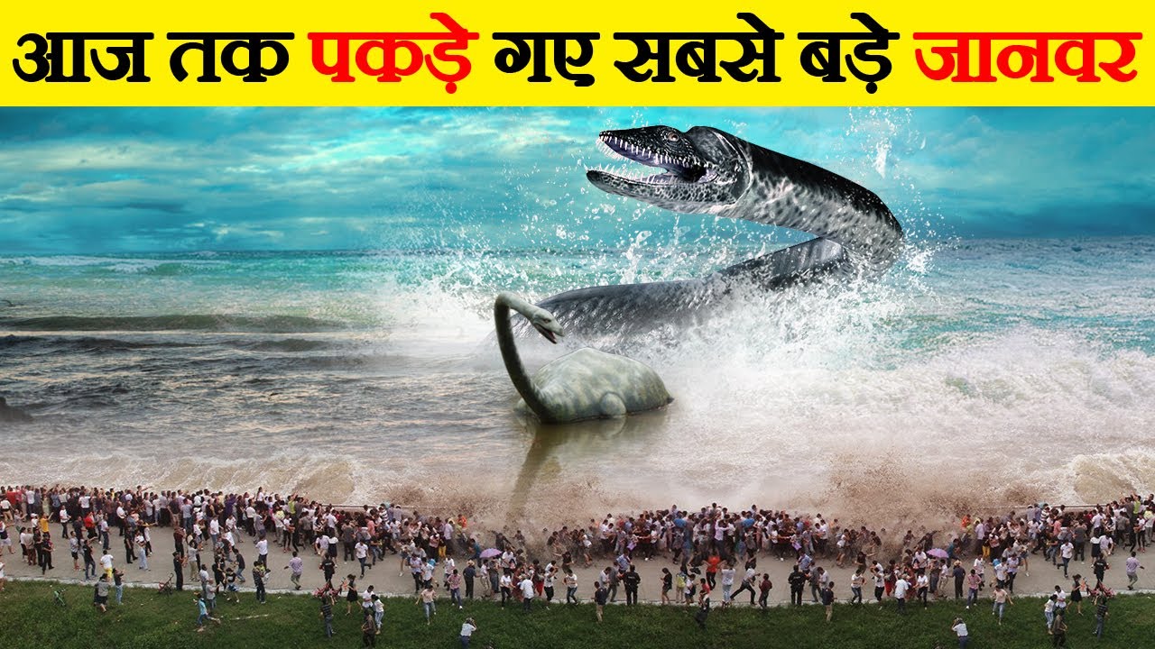 कैमरे में कैद नहीं होता तो कोई विश्वास नहीं करता | Biggest Animals Ever Captured on Camera