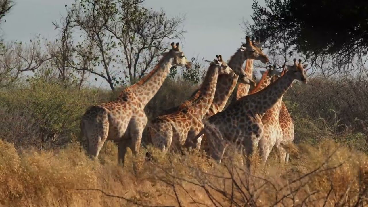 African Giraffes in Their Habitat 🏞️🦒 #wildlife #giraffe #animals #nature