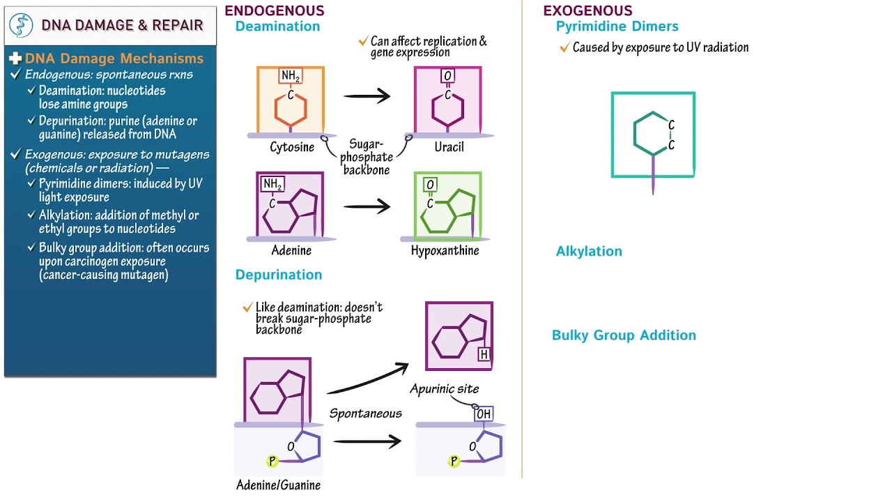 DNA Damage & Repair