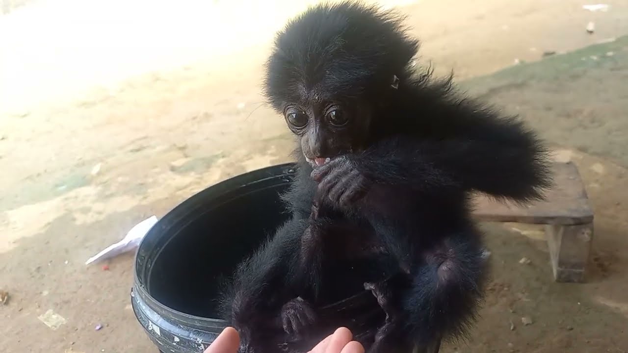  Ahir ya Anak siamang  udah bisa makan sendiri 