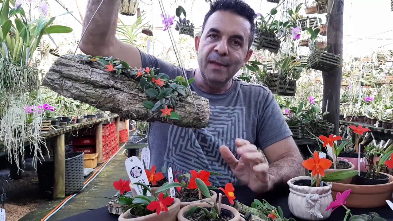 ORQUIDÁRIO GUARAPARI - Sophronitis e suas espécies