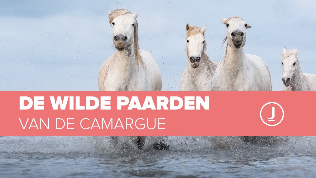 De Wilde Paarden van de Camargue: Webinar