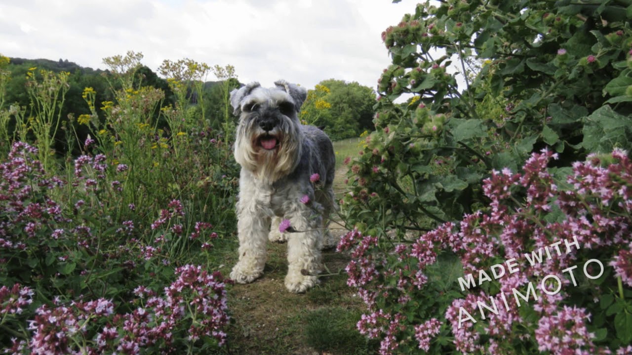 Cute Schnauzer