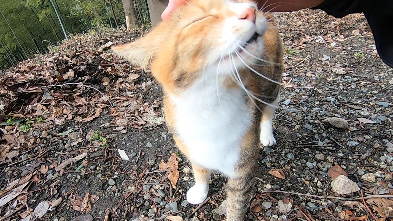 父が迎えに来てくれて嬉しくて鳴きながら駆け寄る娘猫