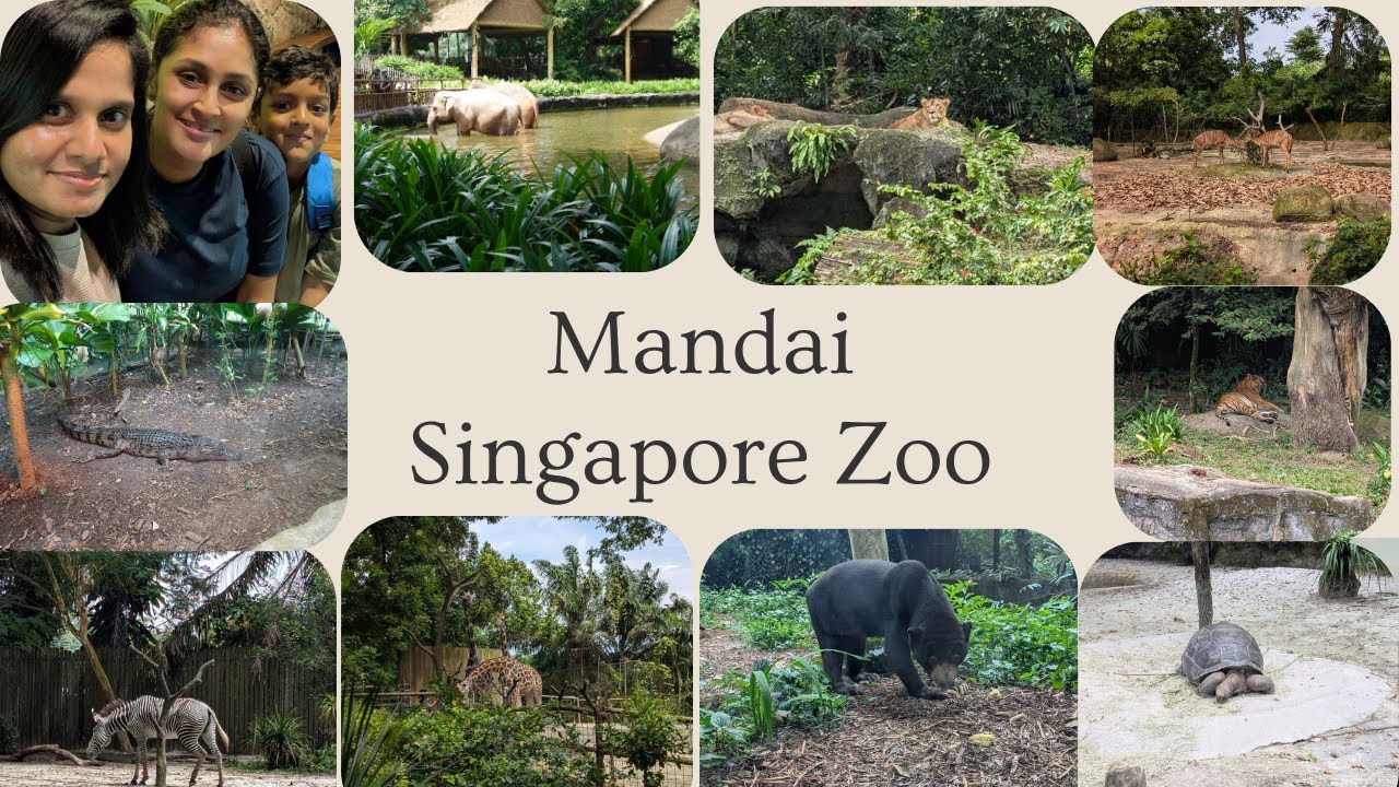 Exploring Singapore Zoo 2025 | Must-Visit Wildlife Adventure | Singapore Zoo 🇸🇬