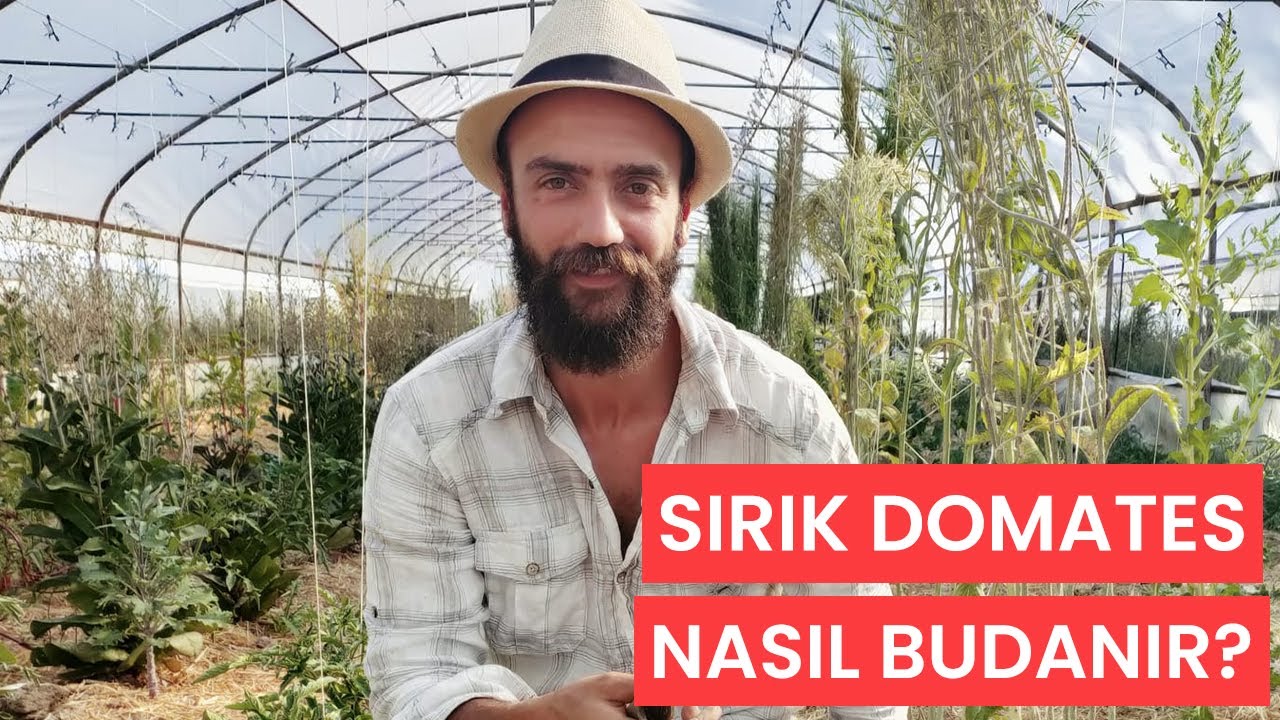 Sırık Domates Nasıl Budanır? - En Verimli Şekilde Büyütmek İçin Neler Yapılmalı?