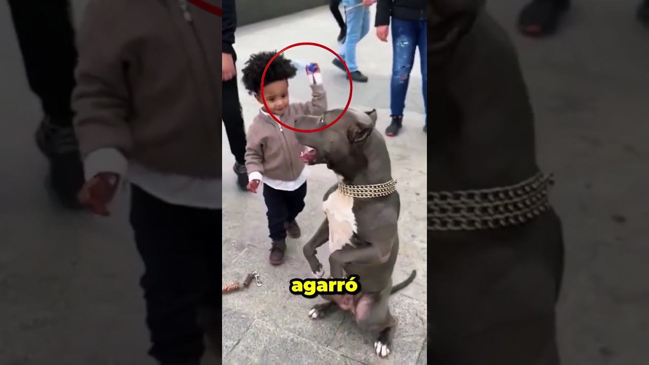 Este ni&ntilde;o rebas&oacute; el l&iacute;mite #pitbull #perros