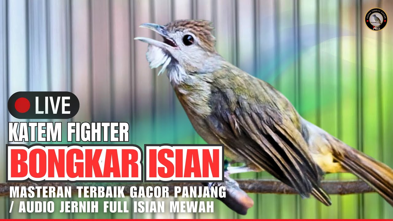 SUARA KAPAS TEMBAK GACOR SPEED RAPAT 24 JAM⁉️MASTERAN KATEM JERNIH LANGSUNG NGEROLL & TEMBAKAN KERAS
