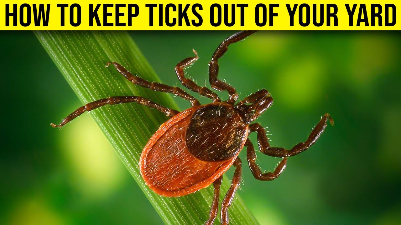 How to Keep Ticks Out of Your Yard - (Everything You Need To Know!)