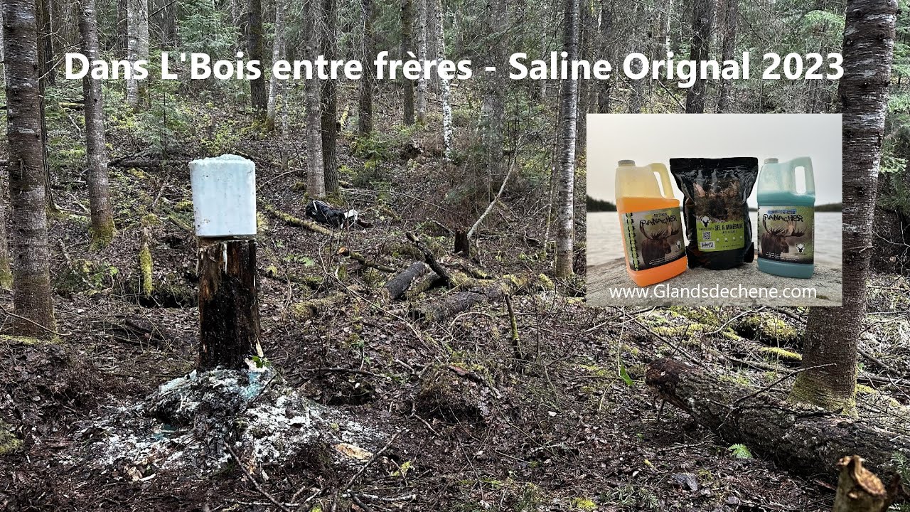 Saline Orignal 2023 - Dans l'bois entre frères