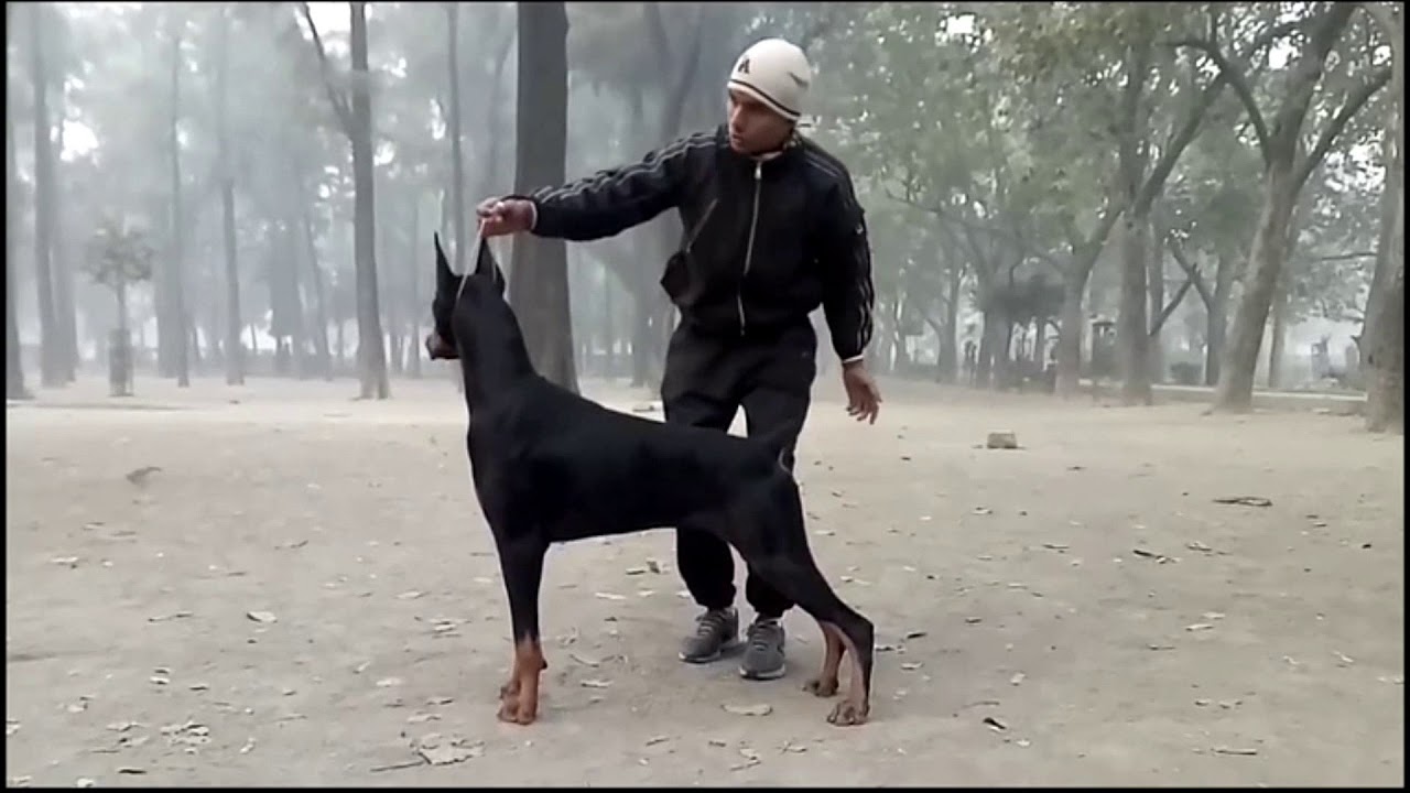 Doberman Show Training
