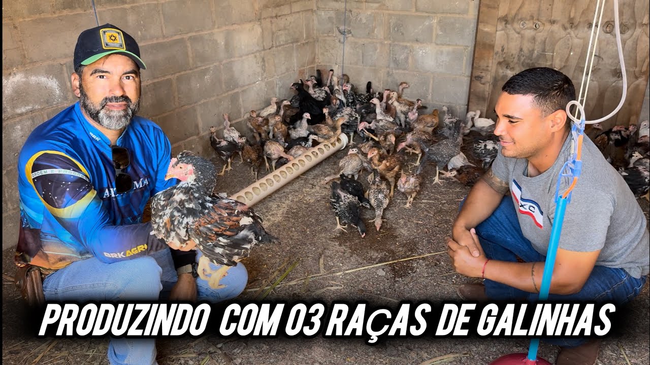 ELE CRIA 03 RAÇAS DE  GALINHAS, GANSO AFRICANO, E UMA COR EXÓTICA DE PERUS