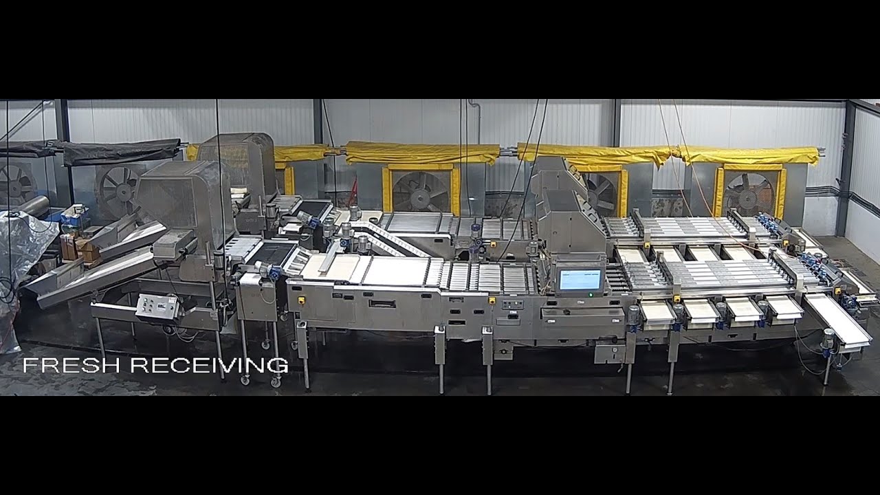 BBC Kato 260 Blueberry sorting line