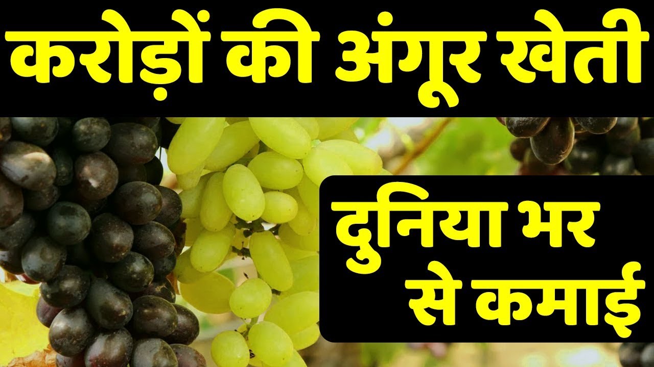 दुनियाभर से मालामाल कमाई | Residue Free-Export Quality Grapes Farming in India | AgriBusiness