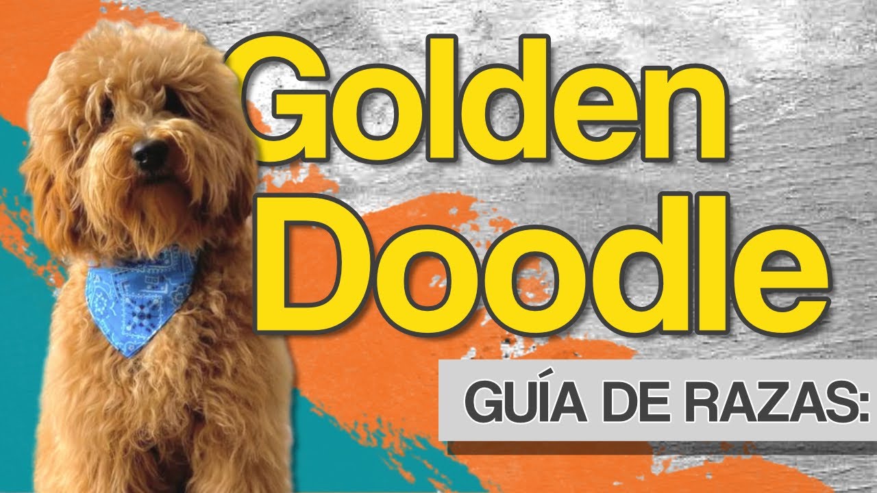 Guía de Razas: El Goldendoodle - Inteligencia y Energía en un Solo Perro