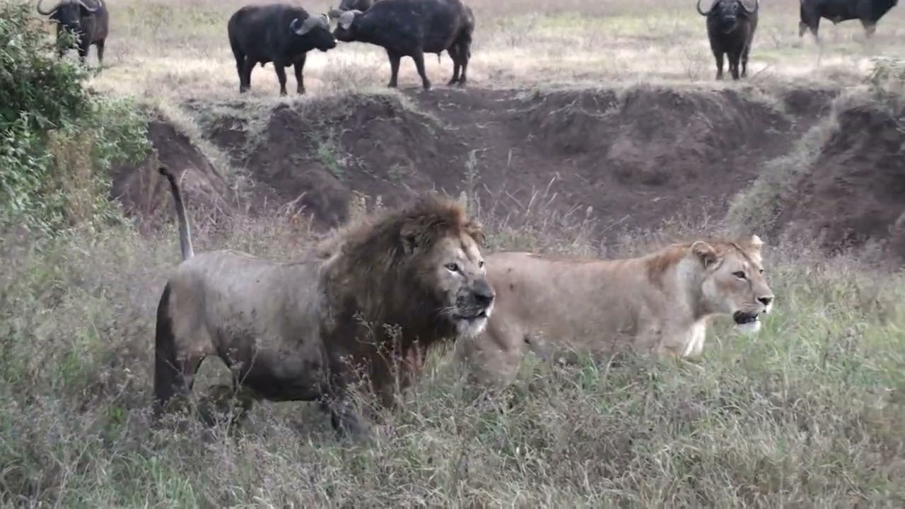 Lions  of Ngorongoro Crater